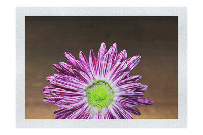 Purple Chrysanthemum - Fine Art Print - Flowers & Plants Category
