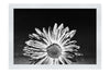 Purple Chrysanthemum - Monochrome Fine Art Print - Flowers & Plants Category