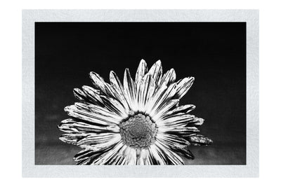 Purple Chrysanthemum - Monochrome Fine Art Print - Flowers & Plants Category