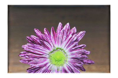 Purple Chrysanthemum - Canvas Print - Flowers & Plants Category