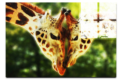Giraffes Embrace - Acrylic Print - Wildlife Category