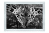Giraffes Embrace - Monochrome Fine Art Print - Wildlife Category