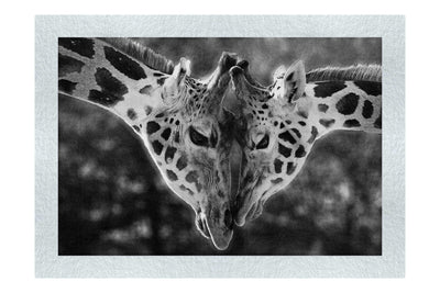 Giraffes Embrace - Monochrome Fine Art Print - Wildlife Category