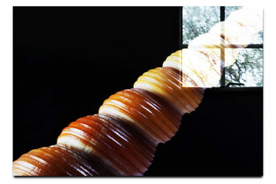 Mahogany Turret Shell - Acrylic Print - Aquatic Art Category