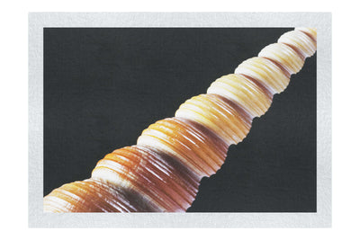 Mahogany Turret Shell - Fine Art Print - Aquatic Art Category