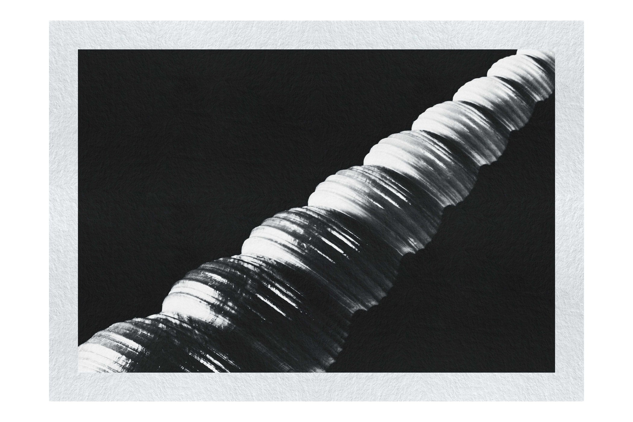 Mahogany Turret Shell - Monochrome Fine Art Print - Aquatic Art Category