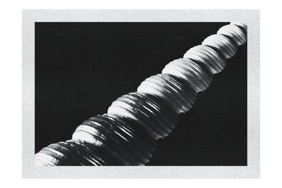 Mahogany Turret Shell - Monochrome Fine Art Print - Aquatic Art Category