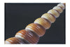 Mahogany Turret Shell - Canvas Print - Aquatic Art Category