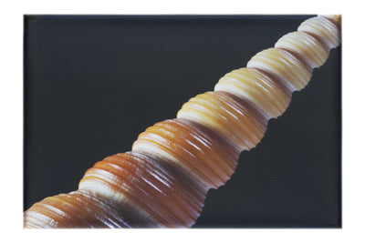 Mahogany Turret Shell - Canvas Print - Aquatic Art Category