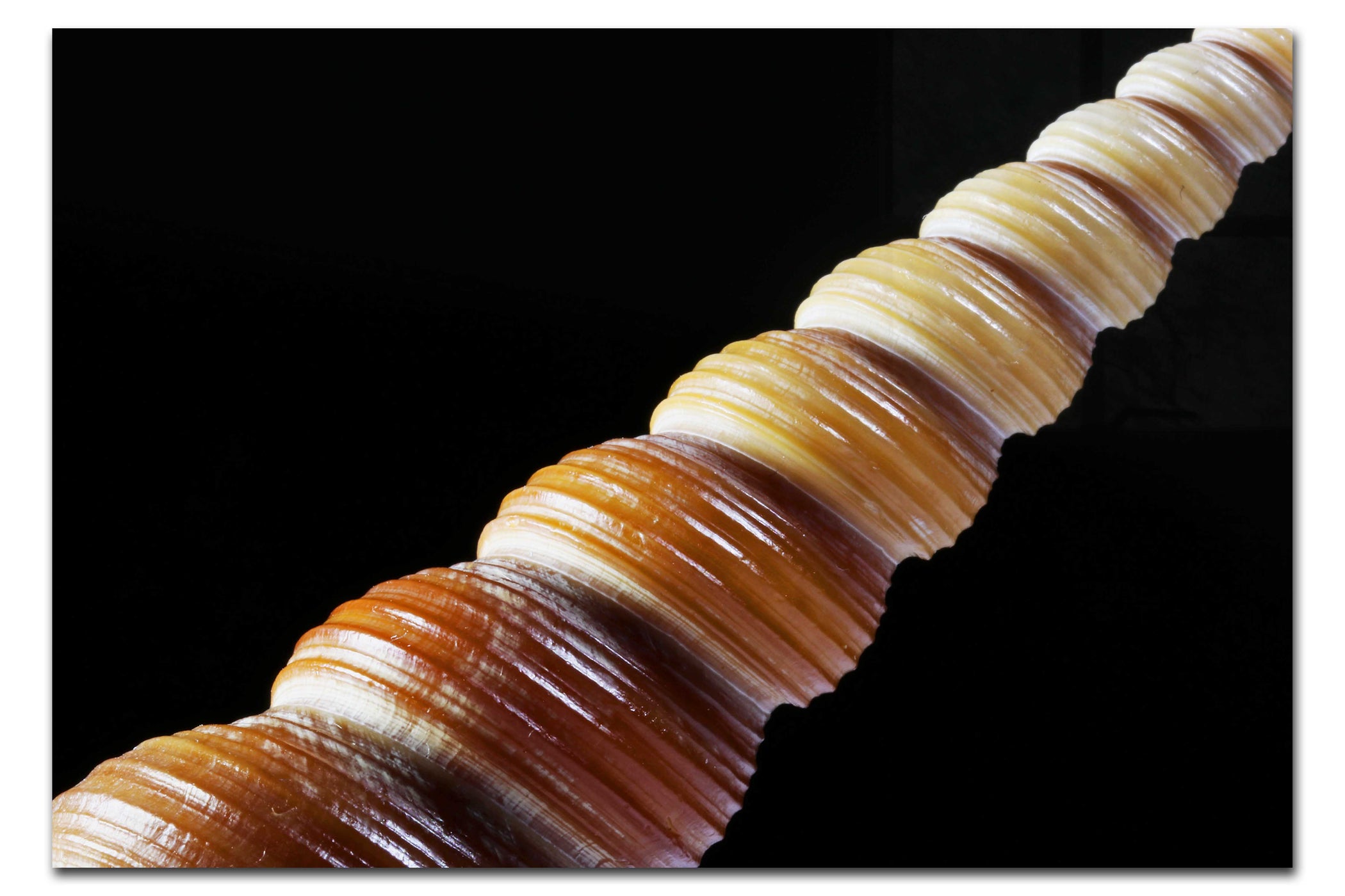 Mahogany Turret Shell - Acrylic Print - Aquatic Art Category