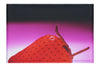 Strawberry Delight - Canvas Print - Food Art Category