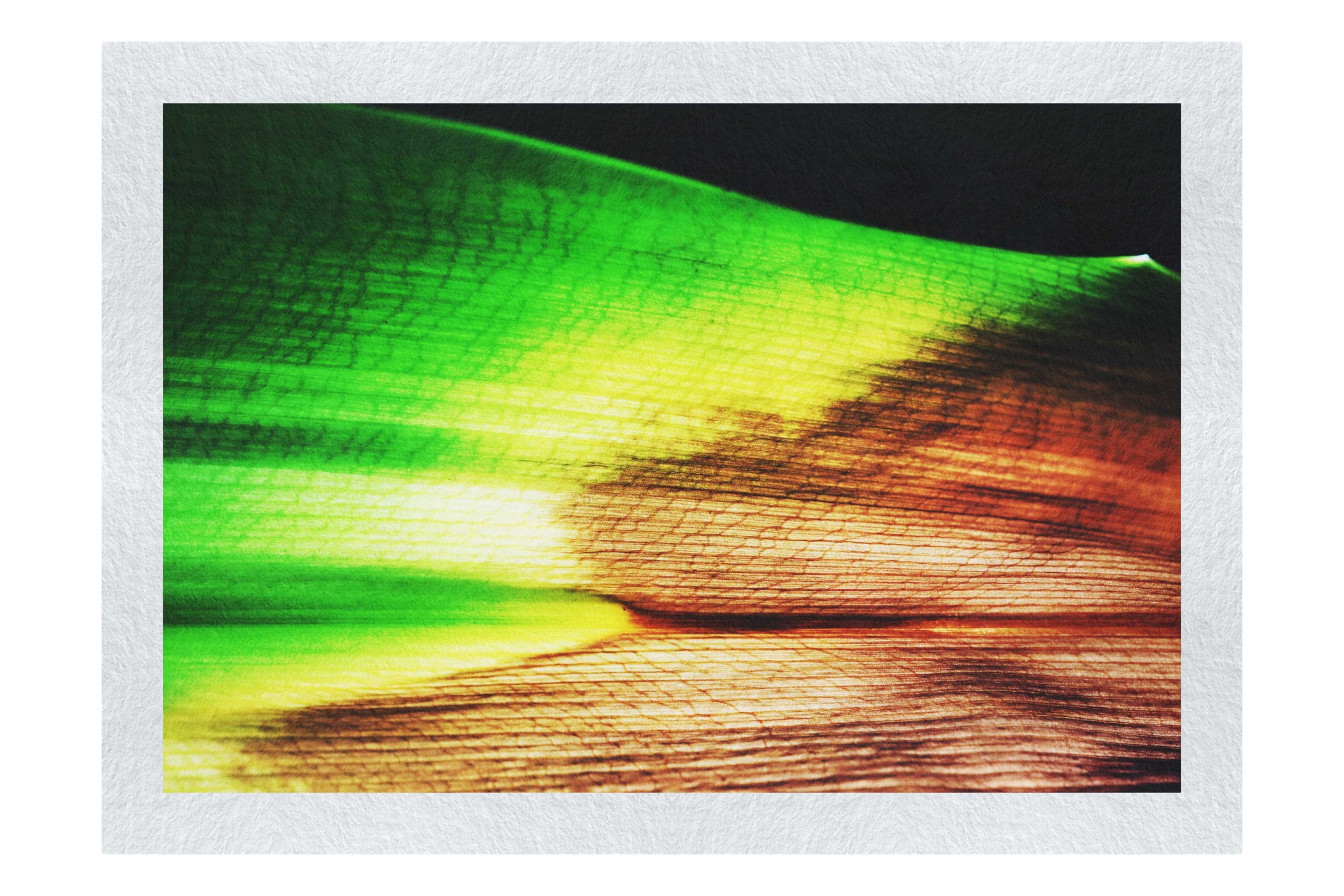 Botanical Spectrum: From Emerald to Russet - Fine Art Print - Abstract Category