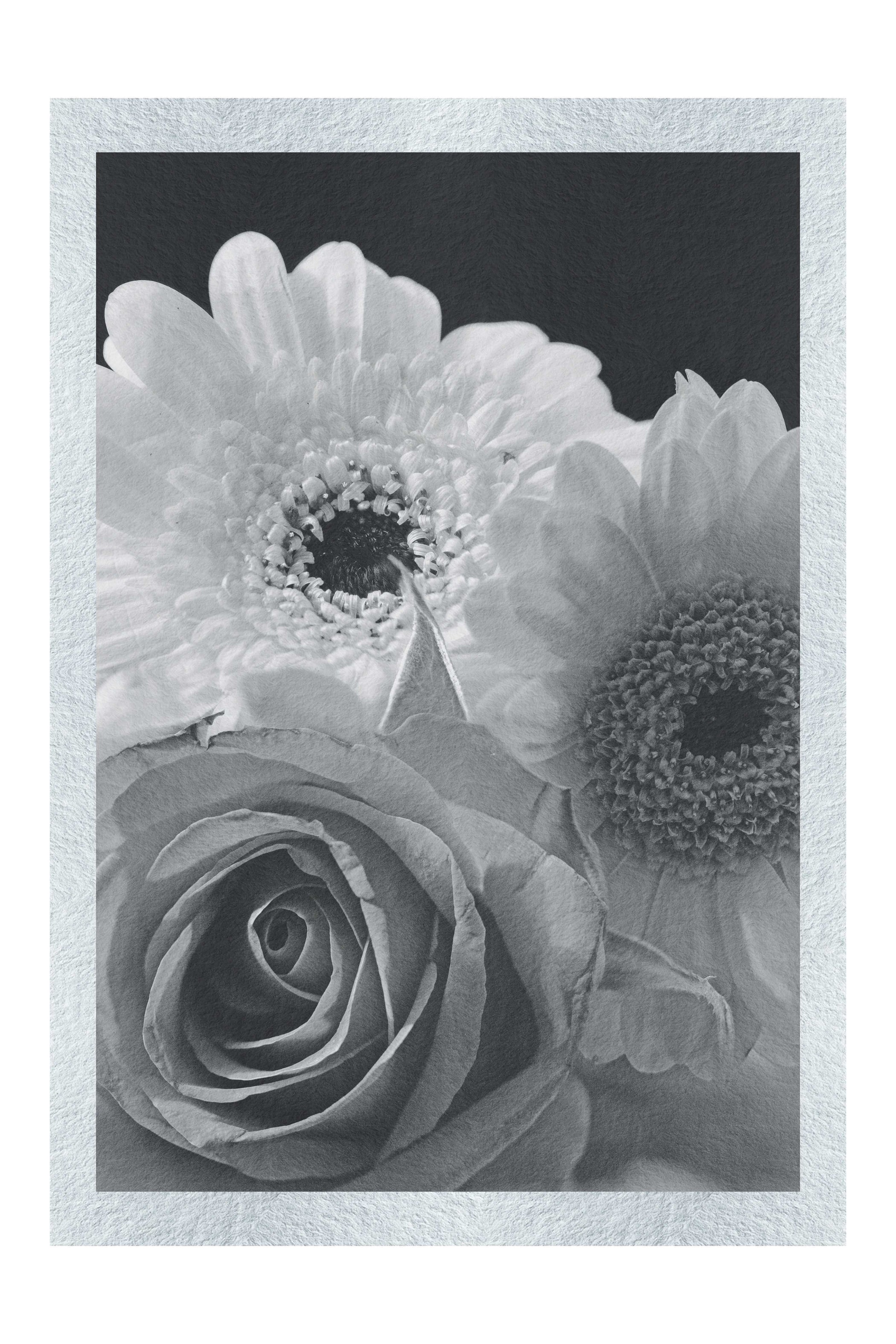 Floral Harmony - Monochrome Fine Art Print - Flowers & Plants Category