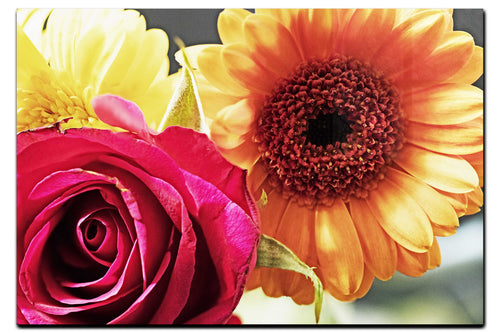 Radiant Blooms: Rose and Gerbera Harmony - Acrylic Print - Flowers & Plants Category