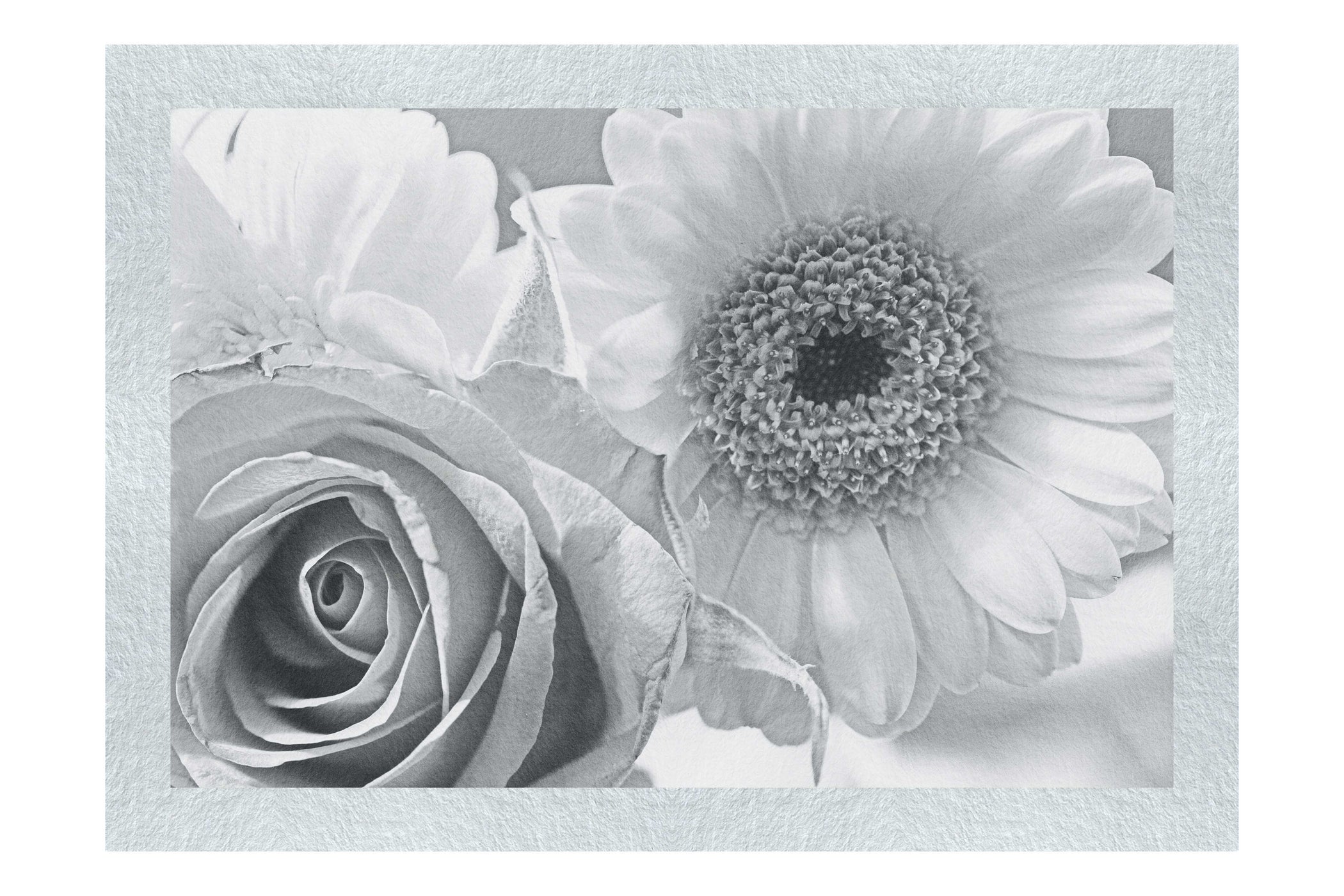 Radiant Blooms: Rose and Gerbera Harmony - Monochrome Fine Art Print - Flowers & Plants Category