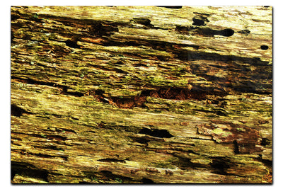 Wooden Tapestry: Nature's Chronicle - Acrylic Print - Abstract Category