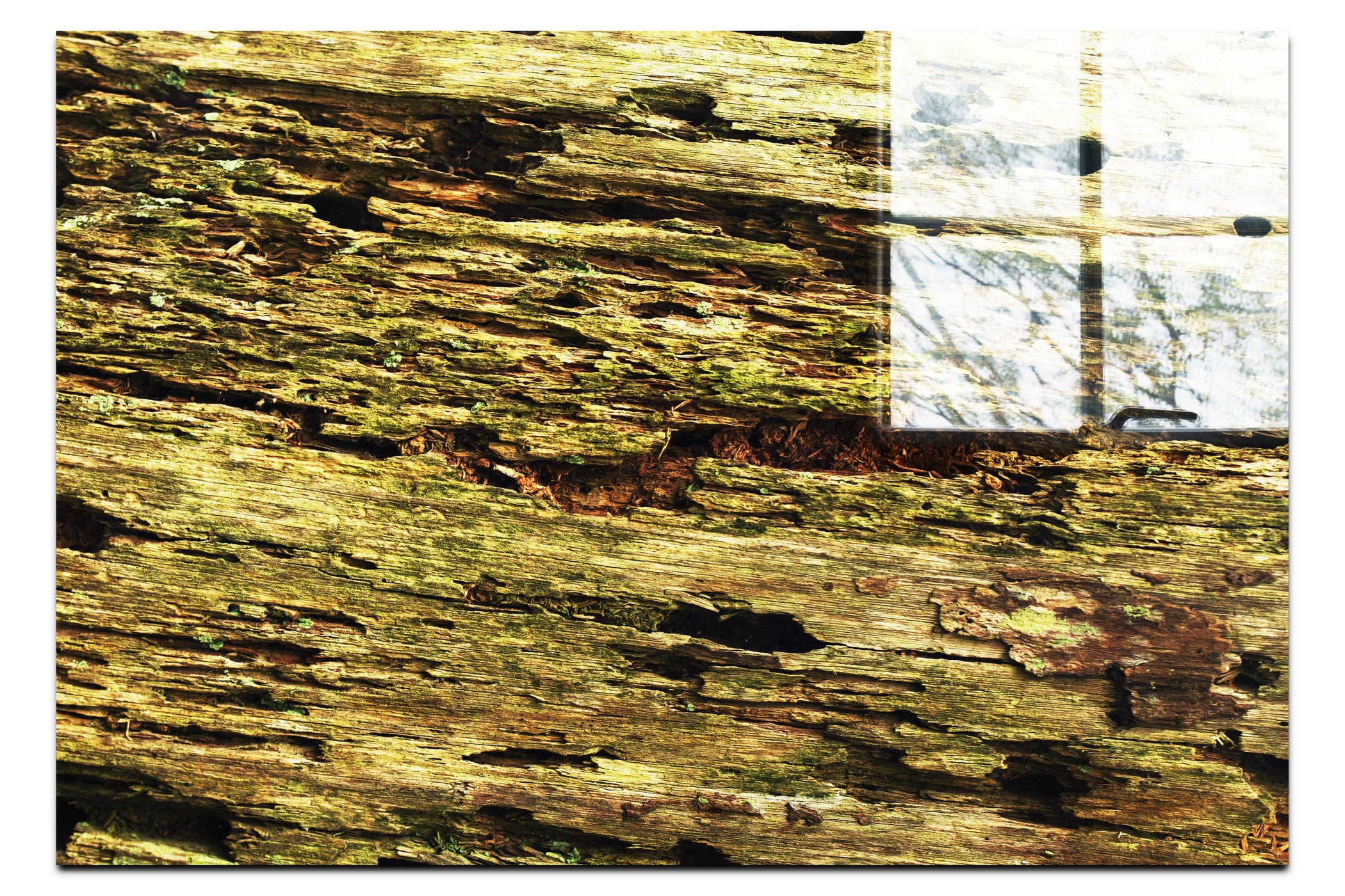 Wooden Tapestry: Nature's Chronicle - Acrylic Print - Abstract Category