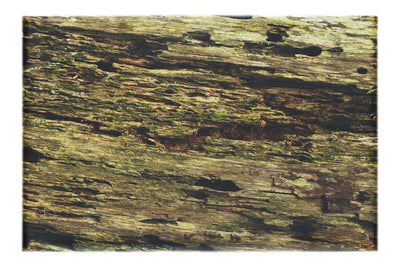 Wooden Tapestry: Nature's Chronicle - Canvas Print - Abstract Category