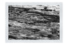 Wooden Tapestry: Nature's Chronicle - Monochrome Fine Art Print - Abstract Category