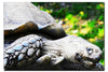 Weathered Wisdom of the Tortoise - Acrylic Print - Wildlife Category
