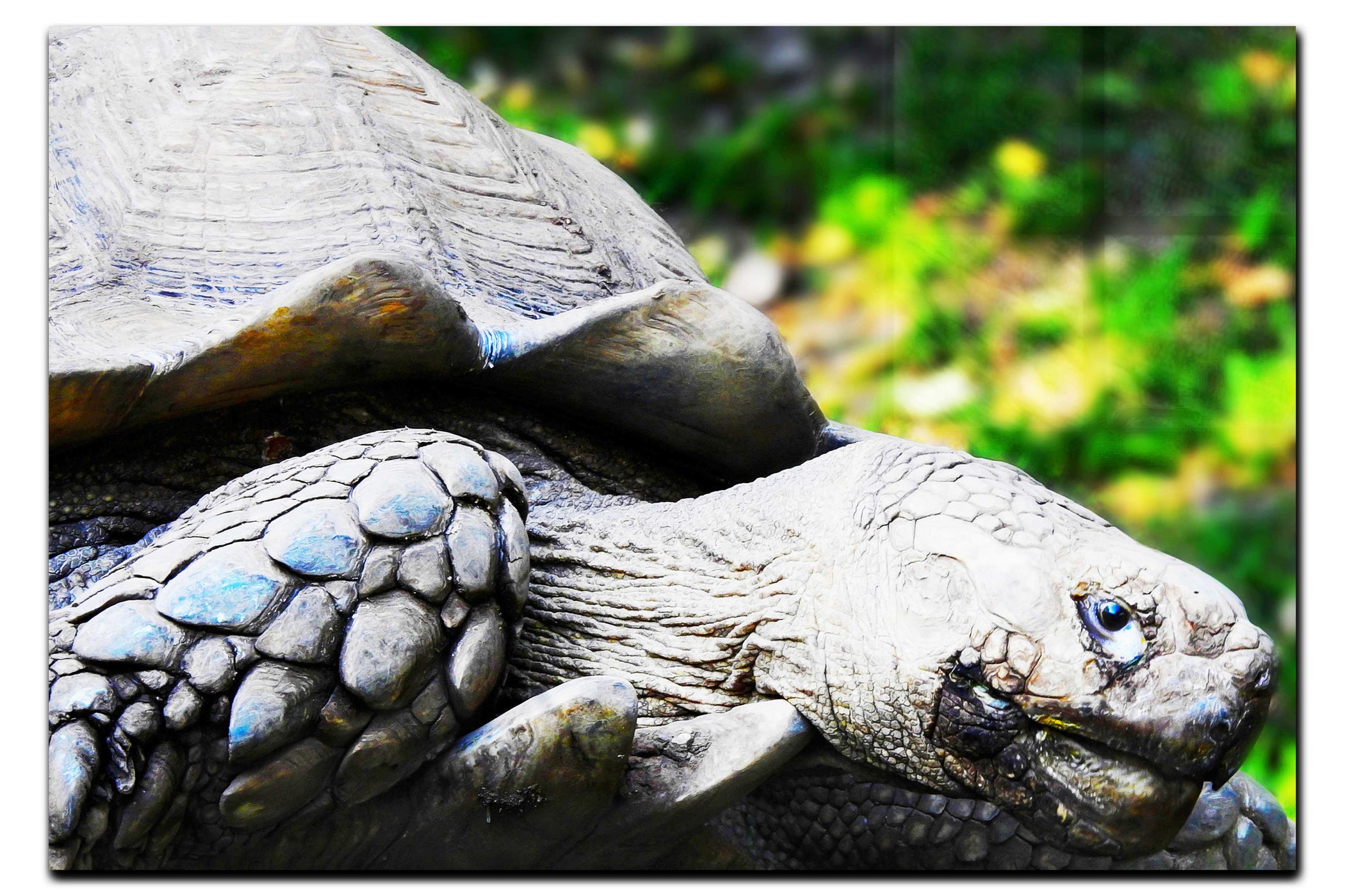 Weathered Wisdom of the Tortoise - Acrylic Print - Wildlife Category