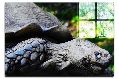 Weathered Wisdom of the Tortoise - Acrylic Print - Wildlife Category