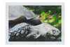 Weathered Wisdom of the Tortoise  - Fine Art Print - Wildlife Category