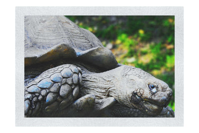 Weathered Wisdom of the Tortoise  - Fine Art Print - Wildlife Category