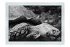 Weathered Wisdom of the Tortoise  - Monochrome Fine Art Print - Wildlife Category