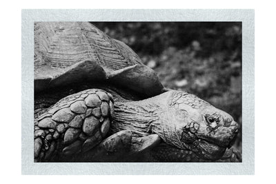 Weathered Wisdom of the Tortoise  - Monochrome Fine Art Print - Wildlife Category