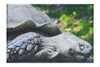Weathered Wisdom of the Tortoise  - Canvas Print - Wildlife Category