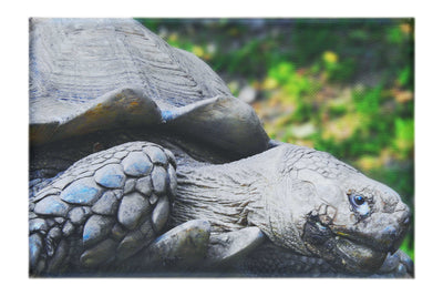 Weathered Wisdom of the Tortoise  - Canvas Print - Wildlife Category