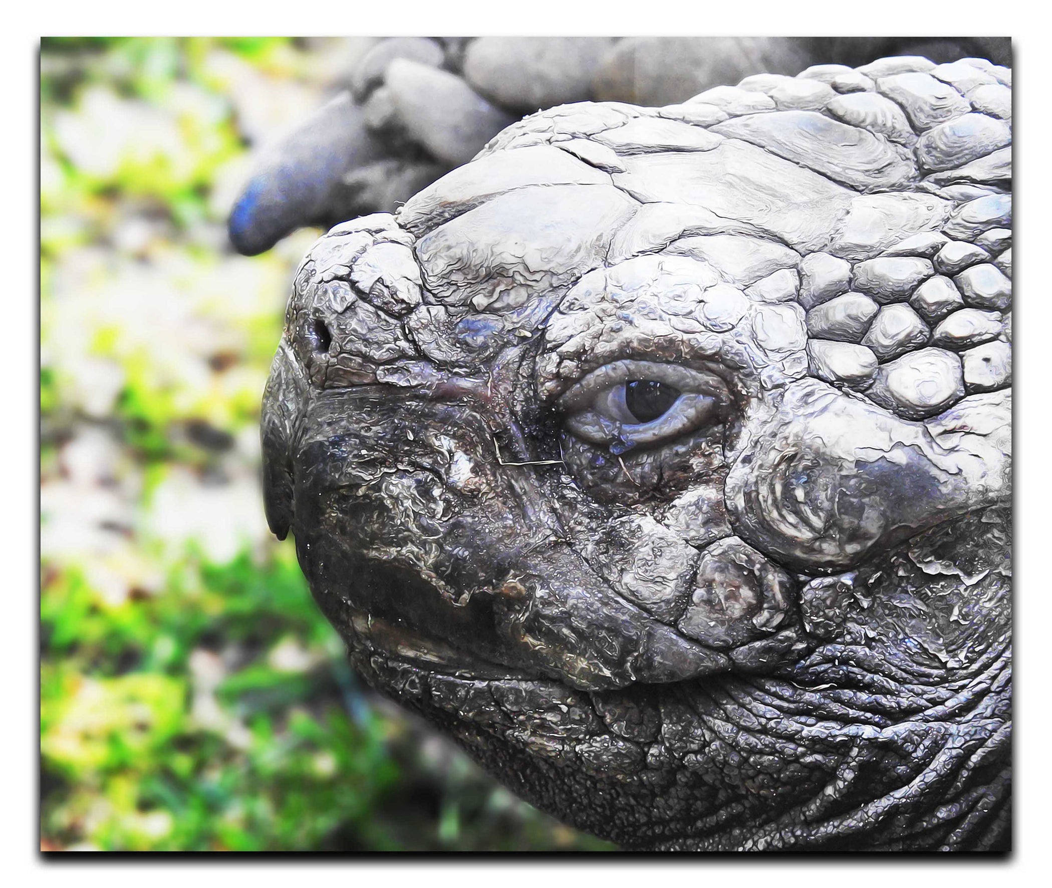 Aldabra Giant Tortoise Close Up - Acrylic Print - Wildlife Category