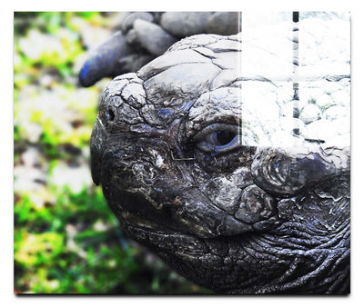 Aldabra Giant Tortoise Close Up - Acrylic Print - Wildlife Category