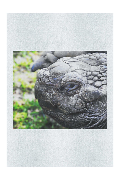 Aldabra Giant Tortoise Close Up - Fine Art Print - Wildlife Category