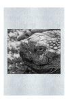 Aldabra Giant Tortoise Close Up - Fine Art Print - Wildlife Category