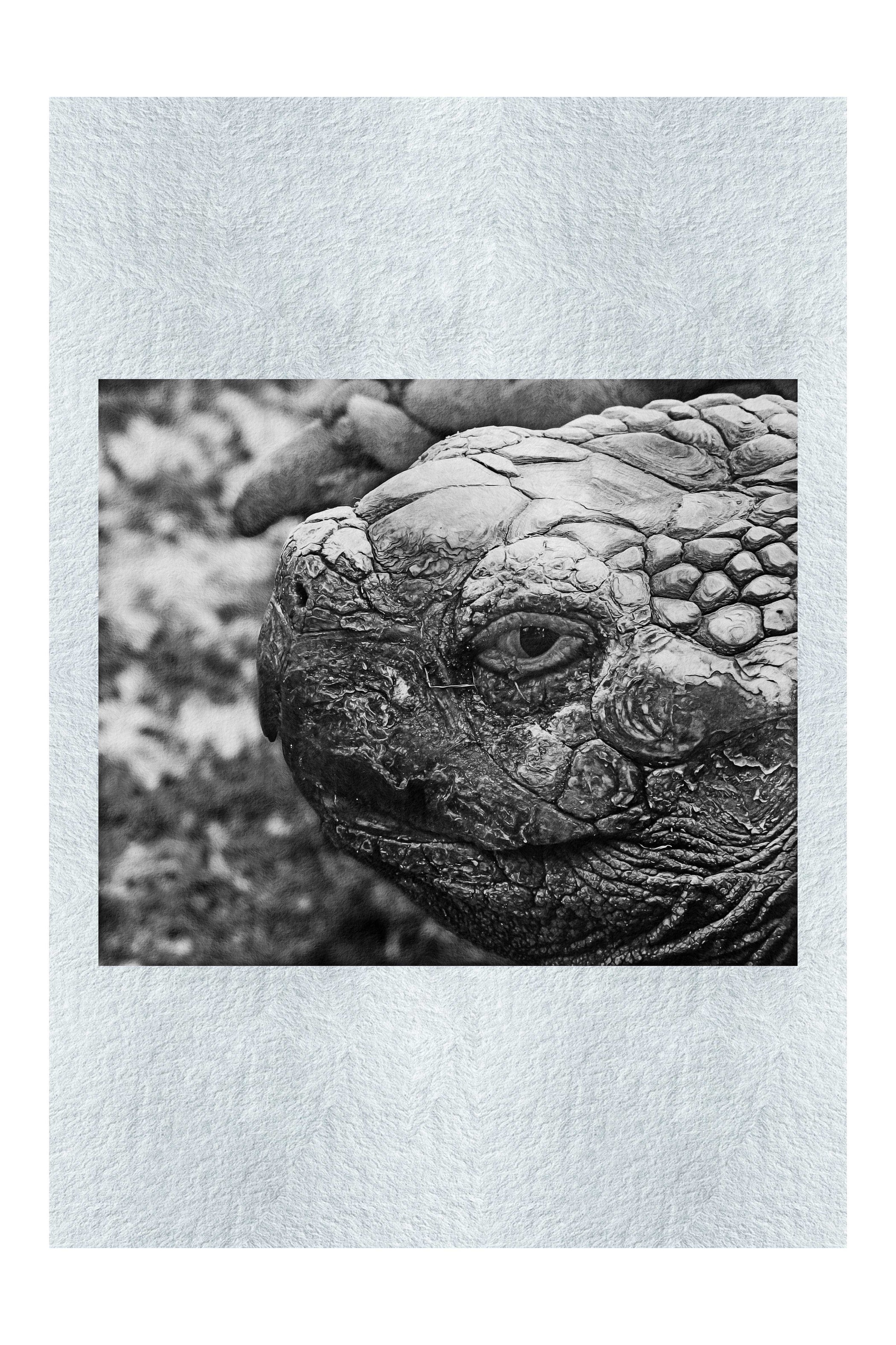 Aldabra Giant Tortoise Close Up - Fine Art Print - Wildlife Category