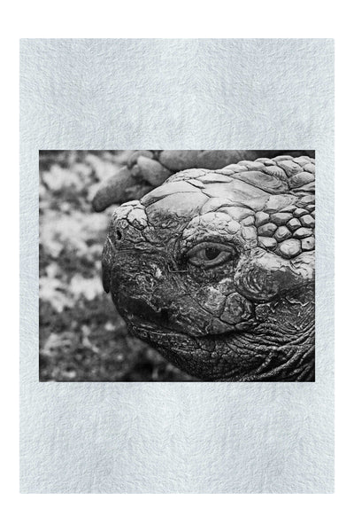 Aldabra Giant Tortoise Close Up - Fine Art Print - Wildlife Category