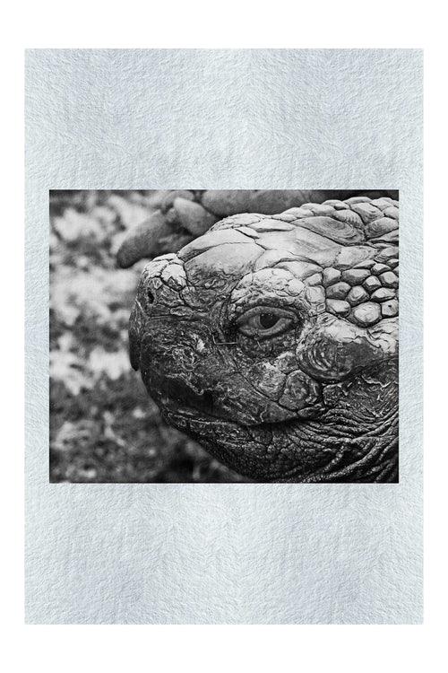 Aldabra Giant Tortoise Close Up - Fine Art Print - Wildlife Category