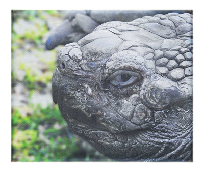 Aldabra Giant Tortoise Close Up - Canvas Print - Wildlife Category