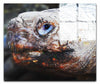 Aldabra Giant Tortoise - Acrylic Print - Wildlife Category