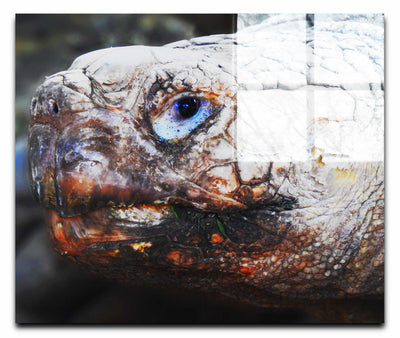 Aldabra Giant Tortoise - Acrylic Print - Wildlife Category