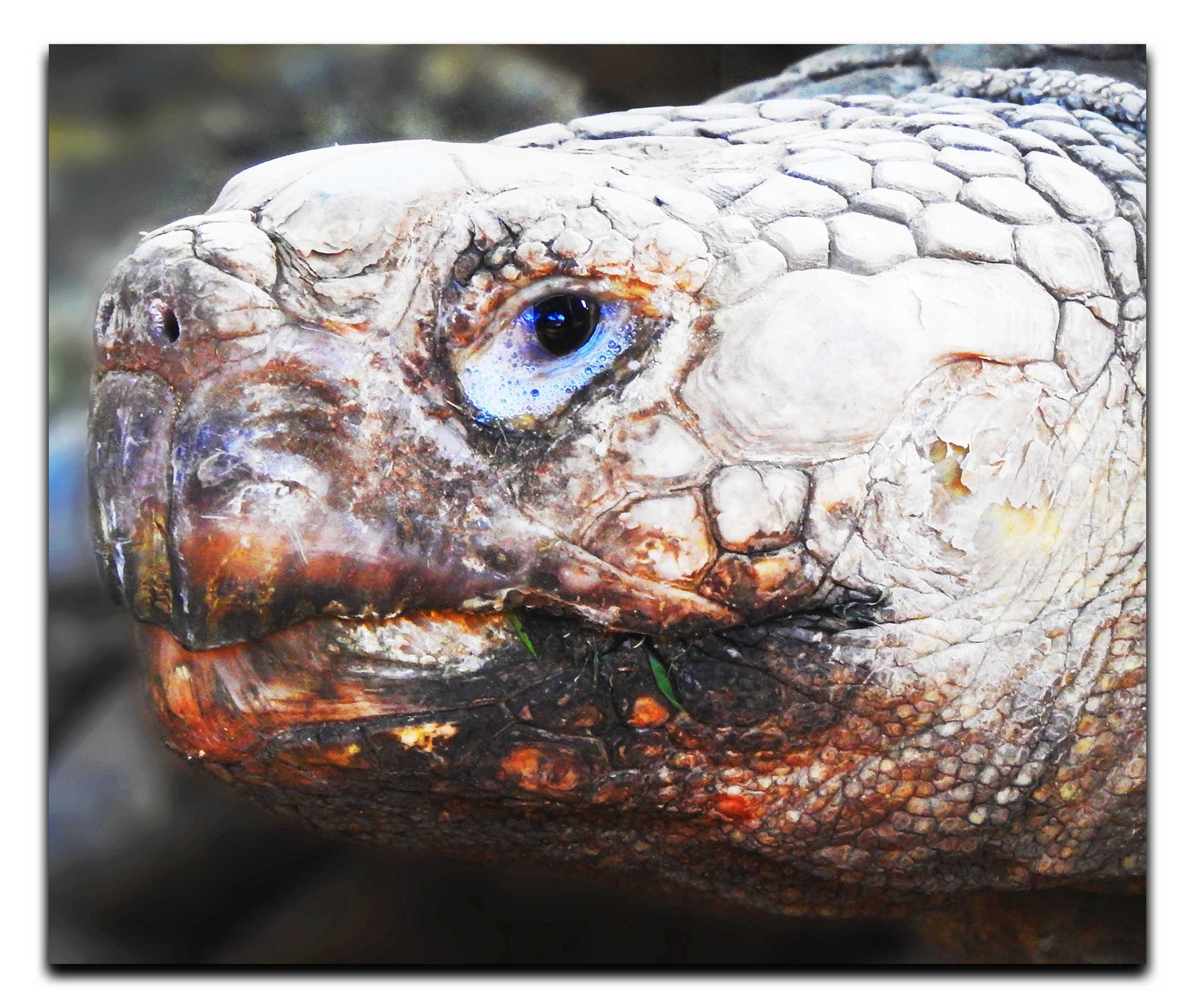 Aldabra Giant Tortoise - Acrylic Print - Wildlife Category