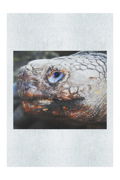 Aldabra Giant Tortoise - Fine Art Print  - Wildlife Category