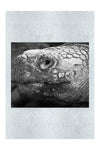 Aldabra Giant Tortoise - Monochrome Fine Art Print  - Wildlife Category