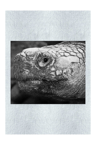 Aldabra Giant Tortoise - Monochrome Fine Art Print  - Wildlife Category