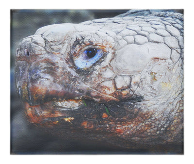 Aldabra Giant Tortoise - Canvas Print  - Wildlife Category