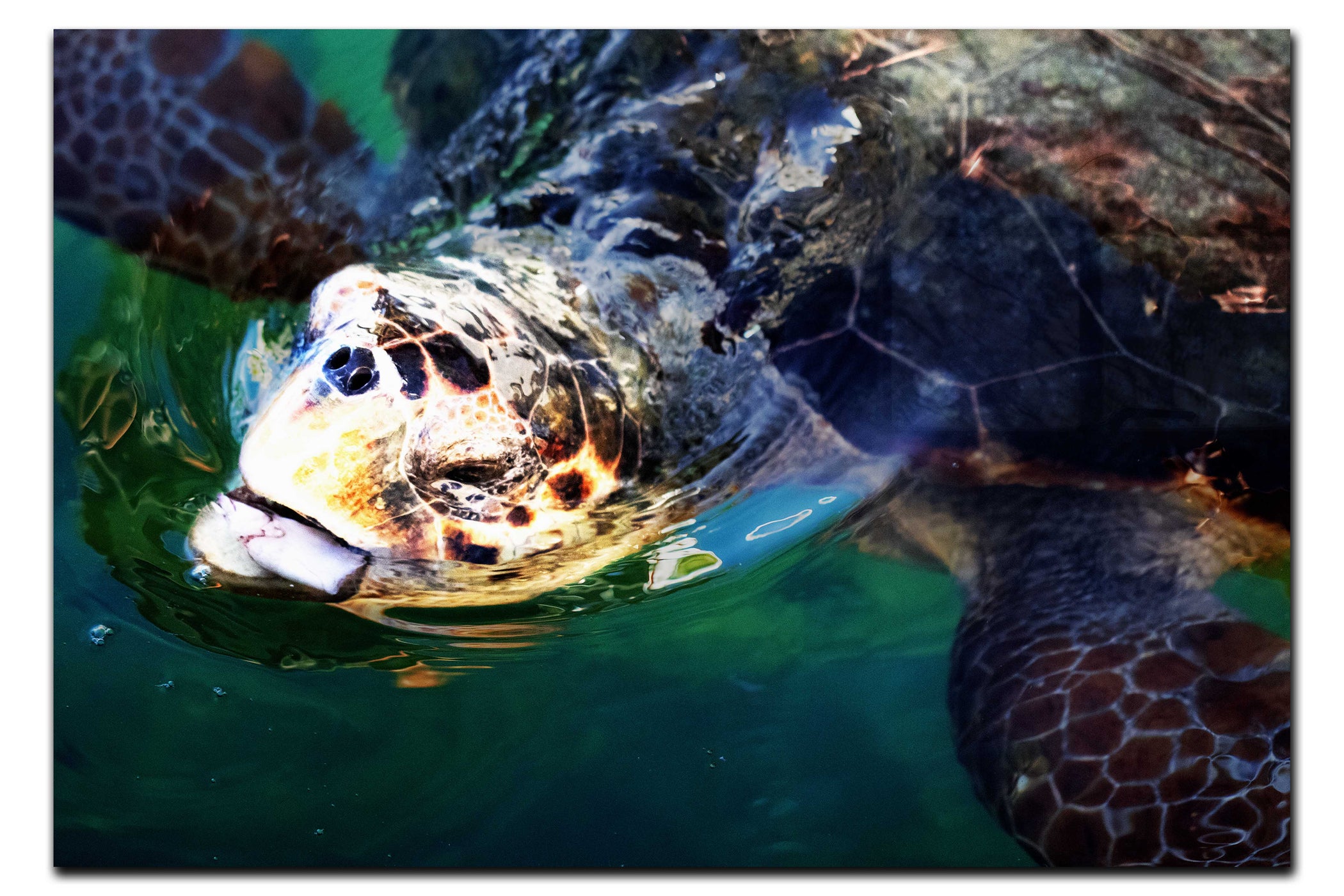 Turtle Of Zante 2 - Acrylic Print - Wildlife Category