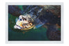 Turtle Of Zante 2 - Fine Art Print - Wildlife Category