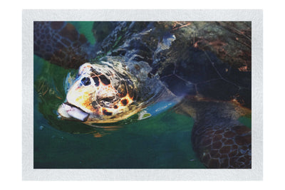 Turtle Of Zante 2 - Fine Art Print - Wildlife Category
